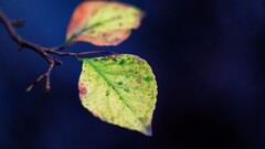 nature leaves macro blue background Plants twigs