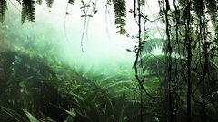 Nature leaves mist Ferns