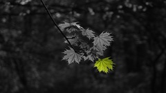 Nature leaves outdoors selective