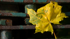Nature leaves Plants fallen