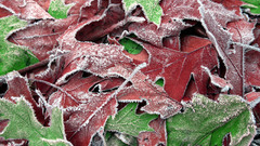 Nature leaves Plants fallen