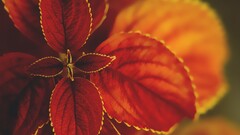 nature leaves Plants macro coleus