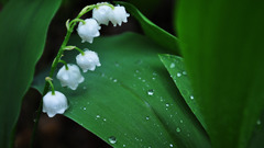 Nature leaves Plants water