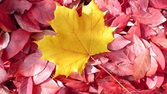 nature leaves red leaves fall maple-leaf fallen leaves