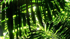 Nature leaves sunlight palm