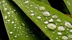Nature leaves water drops