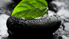 Nature leaves wet stones