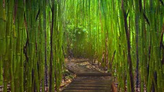 Nature light Hawaii paths gateway Highways