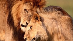 Nature Lions documentary