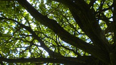 Nature London Parks Queen Mary's Gardens