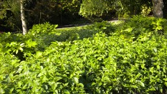 Nature London Parks Queen Mary's Gardens