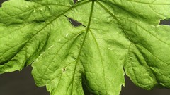 Nature luminous iran artwork