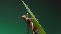 Nature macro crickets