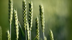 Nature macro depth of