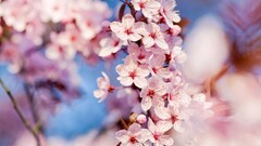 nature macro Flowers Plants pink cherry blossom petals colorful