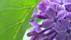 Nature macro lilac depth