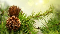 nature macro pine cones Plants