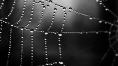 Nature macro spider webs