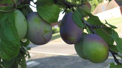 Nature mango colors fruits