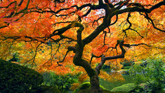 Nature maple Japanese