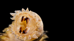 Nature marine black background