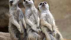Nature meerkats