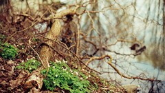 Nature minimalistic anemones (flower)