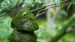 Nature moss snails depth of field molluscs