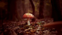 Nature mushrooms Amanita Muscaria