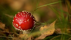 Nature mushrooms Amanita Muscaria