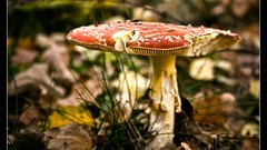 Nature mushrooms champignons