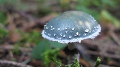 Nature mushrooms fungus multicolor