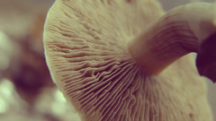 Nature mushrooms macro