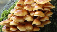 Nature mushrooms pens