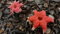 Nature mushrooms Plants fungi