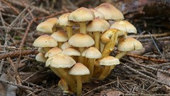 Nature mushrooms Plants fungi