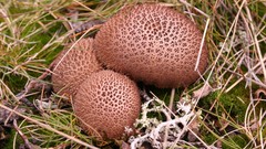 Nature mushrooms Plants fungi