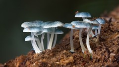 Nature mushrooms Plants fungi