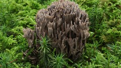 Nature mushrooms Plants fungi