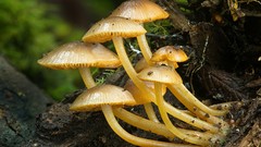 Nature mushrooms Plants fungi