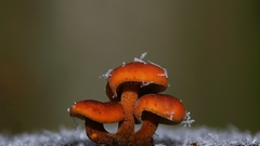 Nature mushrooms Plants fungus