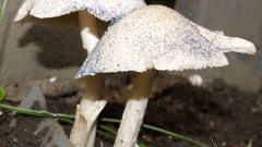 Nature mushrooms Plants fungus