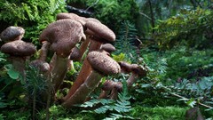 Nature mushrooms Plants fungus