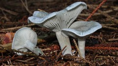 Nature mushrooms Plants fungus