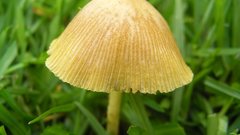 Nature mushrooms Plants fungus