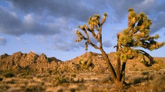 Nature national park joshua tree national park afternoon