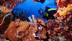 Nature Netherlands bonaire