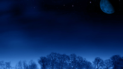 Nature night forests moon