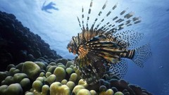 Nature ocean lakes lionfish Kajal Agarwal makkha penguies