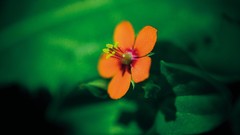 Nature orange flowers